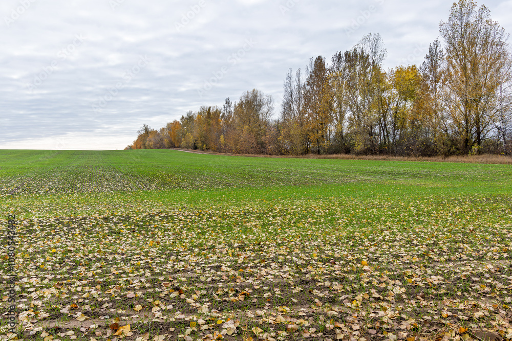 Obraz premium A field of young green wheat with scattered yellow leaves surrounded by trees in the background in autumn.