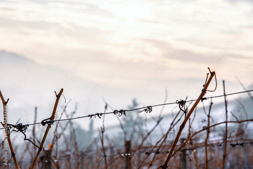 Closeup of bare grapevines in a winter vineyard, silhouetted against a soft foggy sky, symbolizing calmness, the dormant season. Blurred background. Soft focus. Copy space
Closeup of bare grapevines in a winter vineyard, silhouetted against a soft foggy sky, symbolizing calmness, the dormant season. Blurred background. Soft focus. Copy space