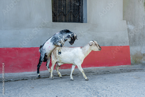 Two brown and black goats while mating