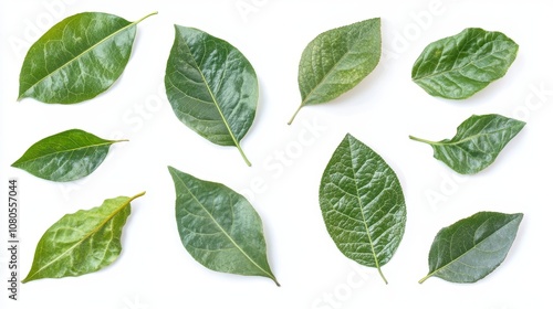 A Collection of Various Green Leaves Displayed on a Light Background, Showcasing the Diversity in Shape, Texture, and Color of Nature's Foliage