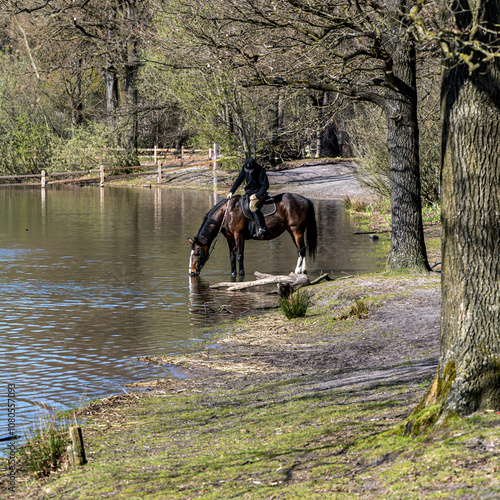 horse and rider in the lake