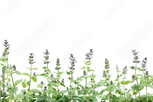 Catmint isolated on a white background, close up photo