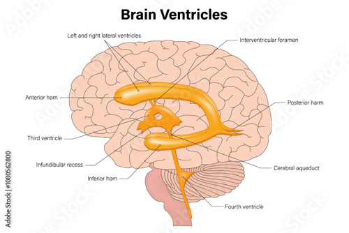 Brain Ventricles vector. Ventricular system anatomy. Human brain.
