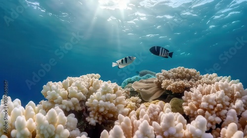 Marine Protected Areas are crucial for effective ocean conservation. Coral reefs flourishing in a marine protected area, vibrant fish swimming freely photo