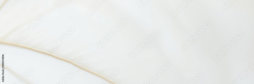 Close-up of white leaf structure with soft focus on a blurred background, leaf anatomy, white leaf structure Close-up of white leaf structure with soft focus on a blurred background, leaf anatomy, white leaf structure