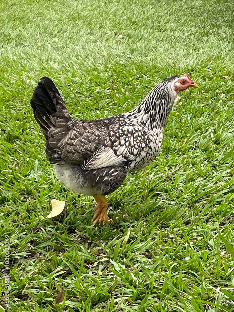Fototapeta premium Gallina