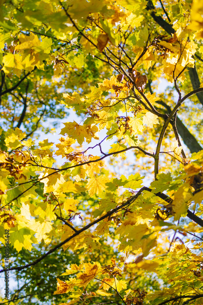 Camera looks up and moves slowly under trees. Tree branches and leaves against blue sky. High quality FullHD footage Camera looks up and moves slowly under trees. Tree branches and leaves against blue sky. High quality FullHD footage