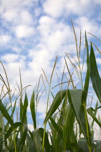 Corn plants in front of a cloudy sky, agricultural field.