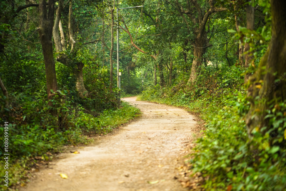 forest trail pathway, lush green forest road, nature walk path, serene jungle track, countryside dirt road, peaceful wooded trail, eco-friendly travel route stock photo.
forest trail pathway, lush green forest road, nature walk path, serene jungle track, countryside dirt road, peaceful wooded trail, eco-friendly travel route stock photo.
