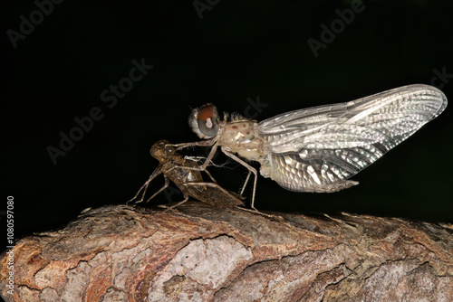 Dragonfly emerging from nymph exuvia at night insect nature Springtime.	