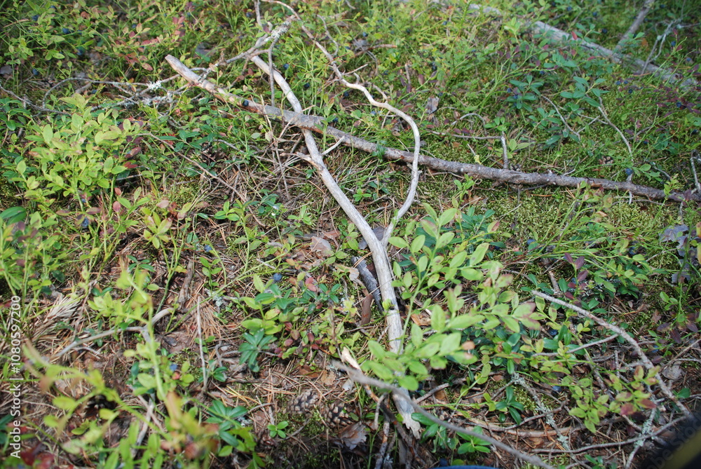 Long dry branch. On the ground among the moss and growing heather lies a long curved pine branch. Over time, the bark has peeled off and the tree has become light gray. Long dry branch. On the ground among the moss and growing heather lies a long curved pine branch. Over time, the bark has peeled off and the tree has become light gray.