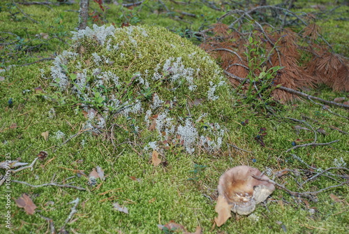 Green moss and lingonberries in the forest. In a coniferous forest, lingonberry shoots grow in a small clearing covered with green moss. Fallen brown cones and needles lie on the ground.