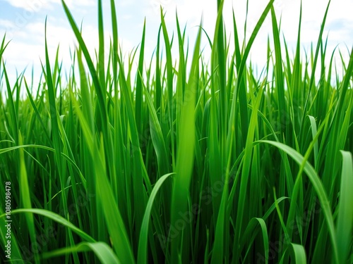 A lush green meadow with tall blades of grass stretching towards the sky, natural scenery, outdoor landscape, open space