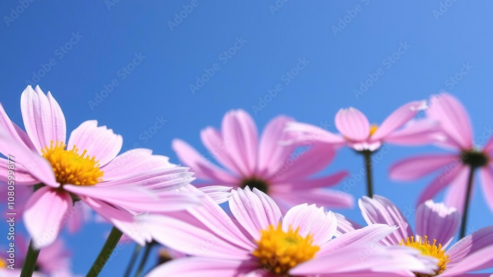 Close-up shot of delicate cosmos petals in shades of purple pink and white against a brilliant blue sky, botanicals, natural beauty, colorful flowers Close-up shot of delicate cosmos petals in shades of purple pink and white against a brilliant blue sky, botanicals, natural beauty, colorful flowers
