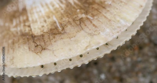 Young Mollusca Chlamys islandica, family Pectinidae under a microscope, order Pectinida. Visible mantle tentacles and eyes. Barents Sea photo