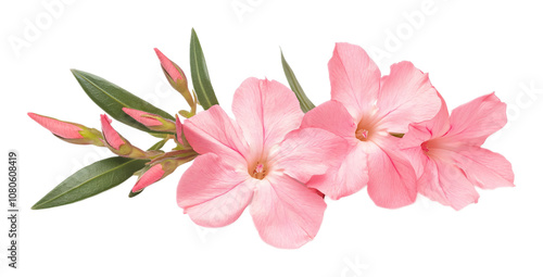 Wallpaper Mural Pink oleander flower on a white background. isolated background. Torontodigital.ca
