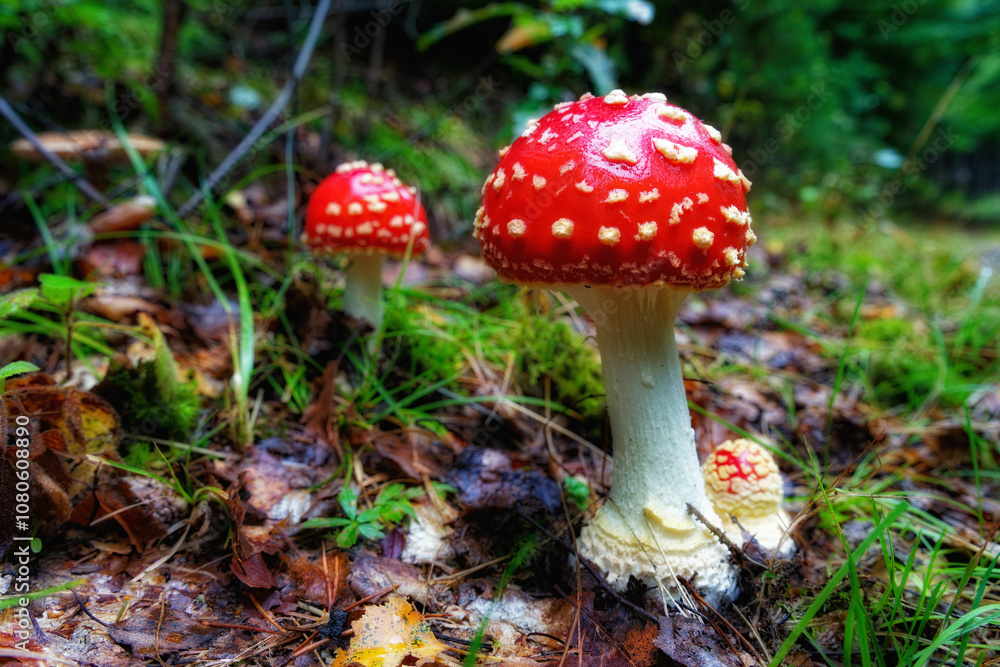 fliegenpilz fliegenpilz