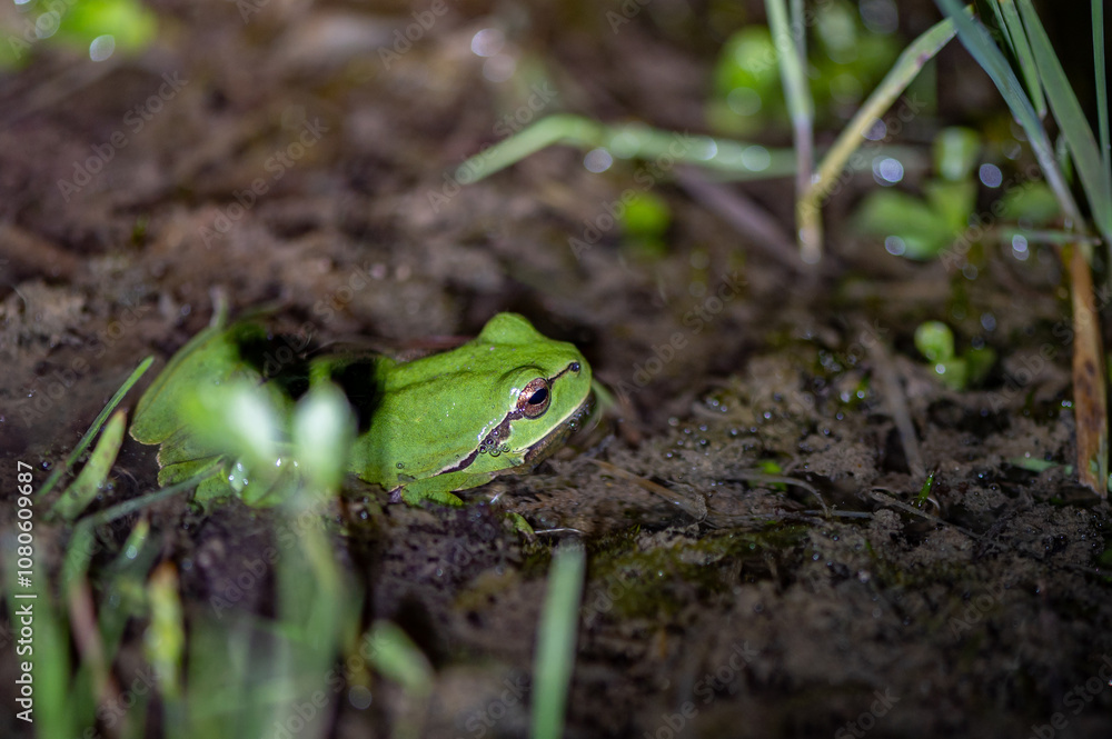 Hyla meridionalis - Mediterranean Treefrog - Rainette méridionale Hyla meridionalis - Mediterranean Treefrog - Rainette méridionale