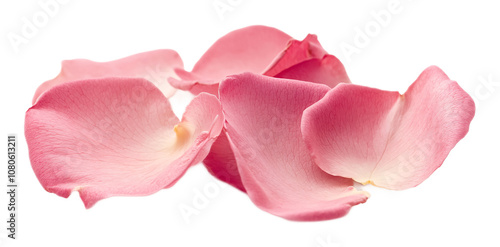 Wallpaper Mural A pink rose, isolated on a white background Torontodigital.ca