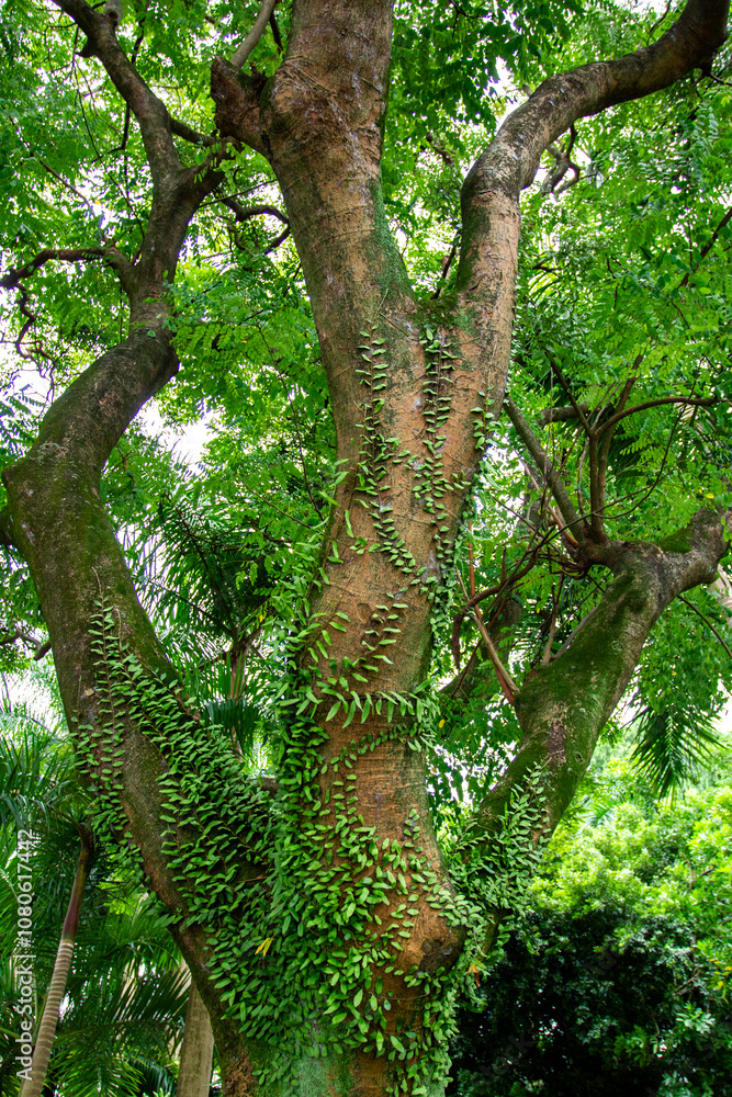 Fototapeta premium a tree with a fern growing on it and a tree with the word fern on it.