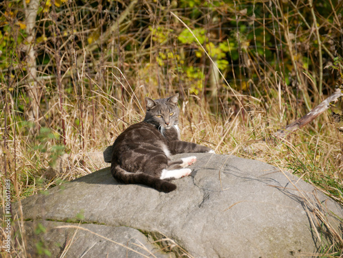 Photography Cute taby cat laying on abig rock outdoors relaxing and sunbathing