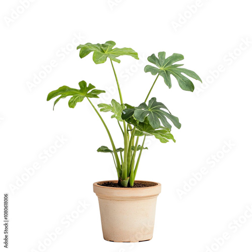 Philodendron Goeldii plant isolated on transparent background.