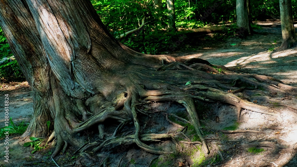 The delicate texture of a tree trunk and its roots are highlit under the sunlight The delicate texture of a tree trunk and its roots are highlit under the sunlight