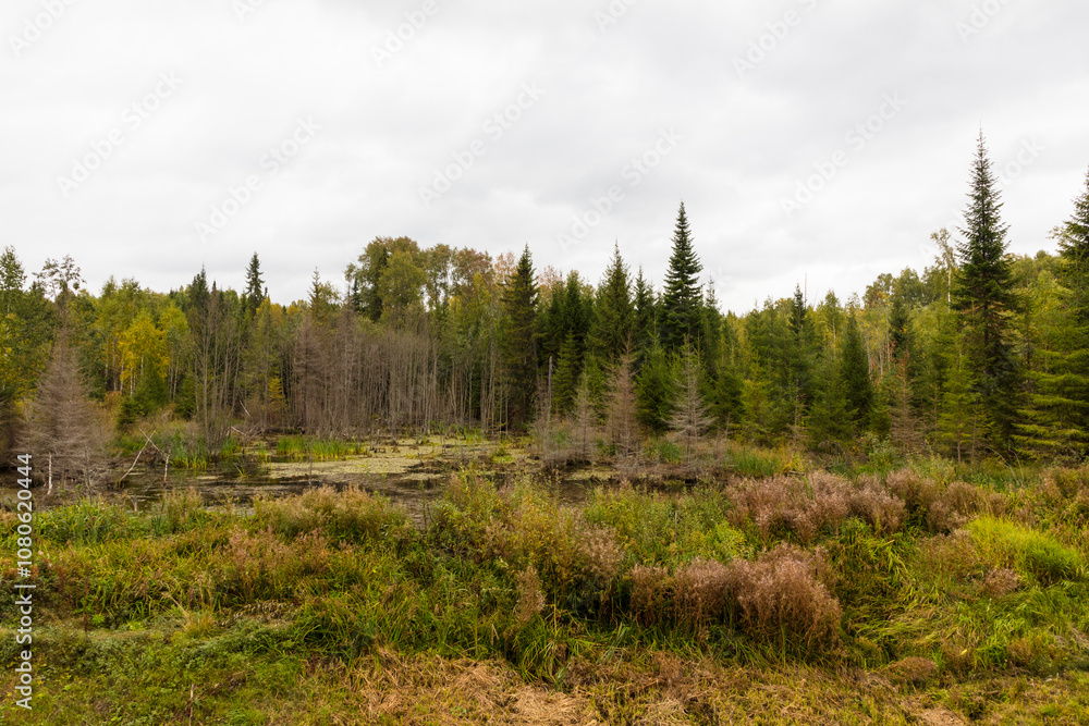 Russia Perm Krai swamp on a cloudy summer day