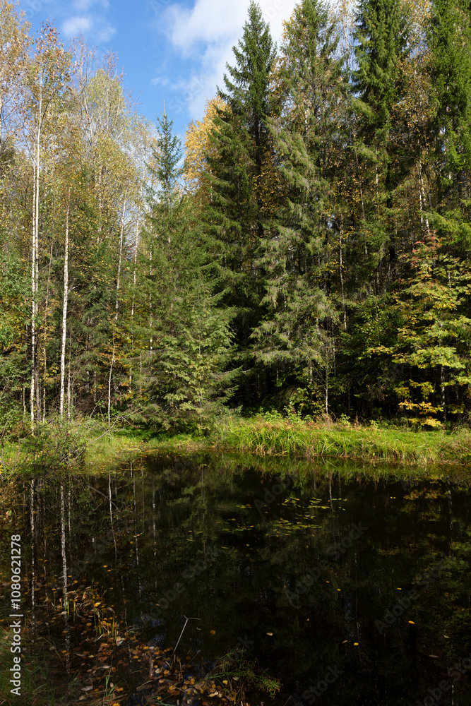 Russia Perm Krai swamp on a cloudy summer day Russia Perm Krai swamp on a cloudy summer day
