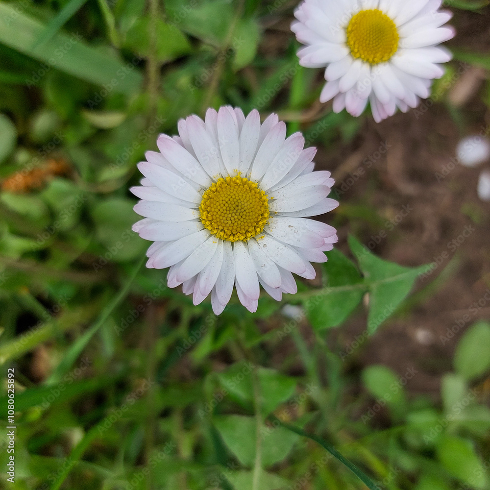 White Bellis Perennis Daisy Flower with Yellow Center in Garden Close-Up White Bellis Perennis Daisy Flower with Yellow Center in Garden Close-Up