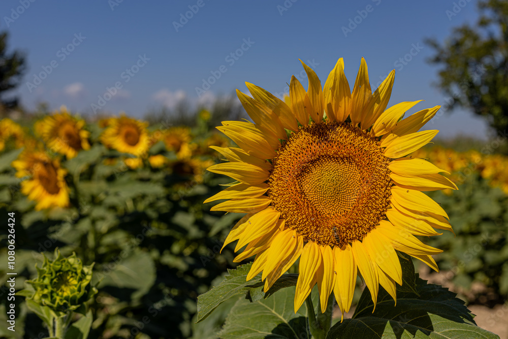 Fototapeta premium Sunflowers in the field close-up, agriculture, harvest, bright, beautiful, summer, spring, nature, village, yellow