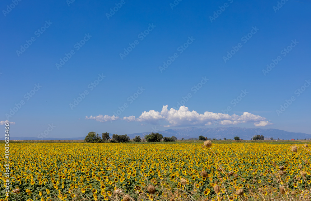 A breathtaking view of a vast sunflower field in full bloom under a clear sky, capturing the vibrant yellow petals and lush green leaves of the sunflowers.