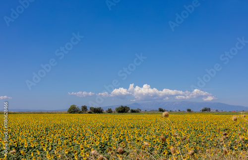 Obraz na płótnie A breathtaking view of a vast sunflower field in full bloom under a clear sky, capturing the vibrant yellow petals and lush green leaves of the sunflowers. w salonie