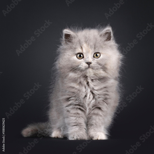 Adorable blue tortie British Longhair kitten, sitting sitting up facing front. Looking towards camera with sweet and friendly expression. Isolated on a black background. photo