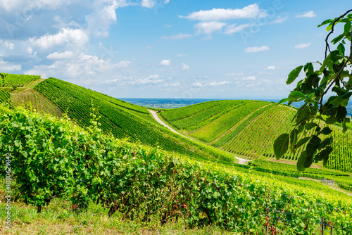 sunny french vineyards in alsace