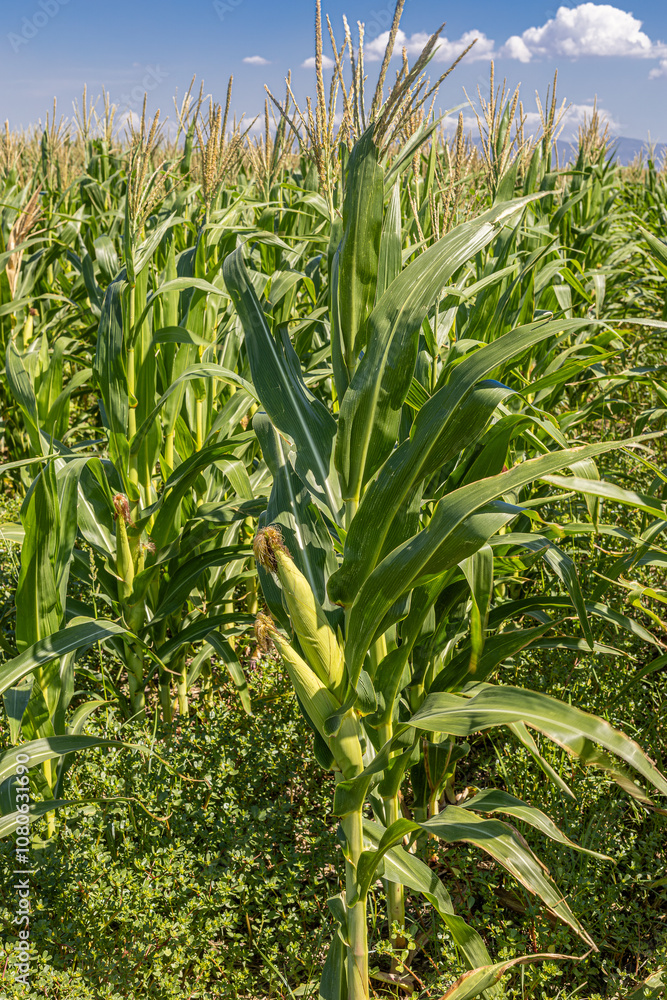 Corn plants in the farm field in summer.young corn cobs and green leaves on a field background close-up. Corn farm. A selective focus picture of corn cob in organic corn field.