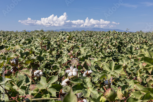 Obraz na płótnie cotton field with white cotton buds w salonie