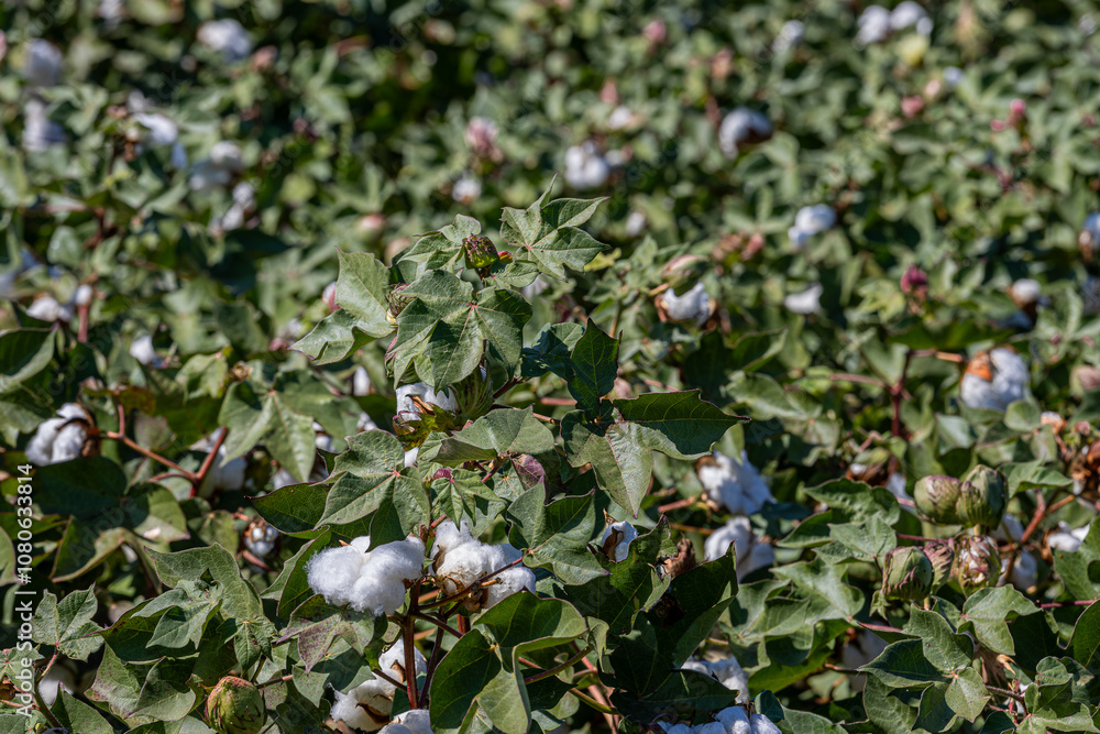 cotton field with white cotton buds