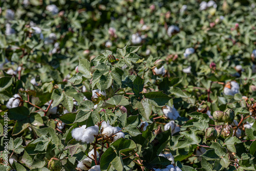 Obraz na płótnie cotton field with white cotton buds w salonie