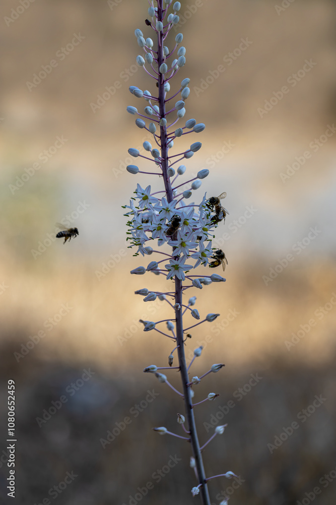 Drimia Maritima, also known as sea onion and island onion (urginea maritima, rimia maritima)