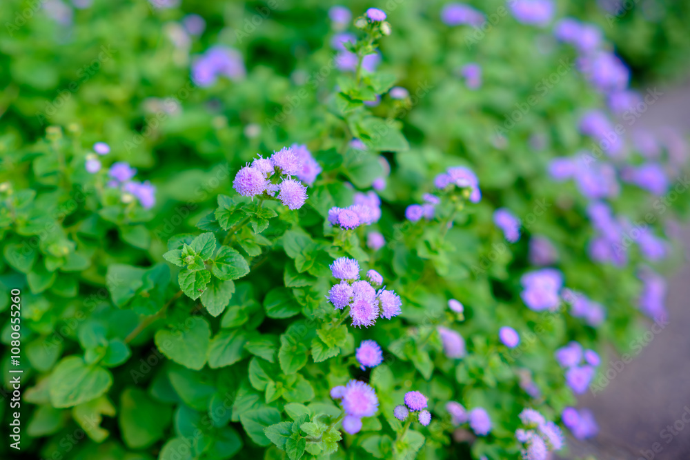 Purple Ageratum Blossoms in Green Foliage Purple Ageratum Blossoms in Green Foliage
