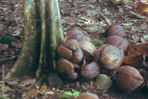 Coconuts fiber at the yards