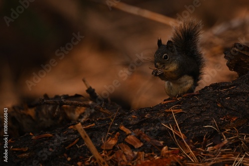 Baby Squirrel