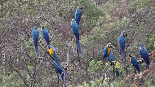 Several Big blue parrot Hyacinth Macaw, Anodorhynchus hyacinthinus, wild bird at Chapada Veadeiros, Goias, Brazil photo