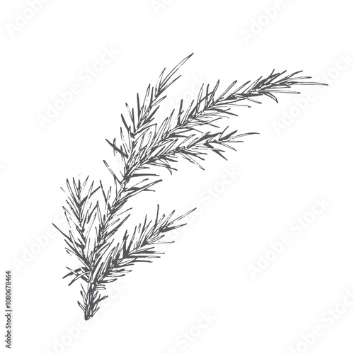 Spruce branch with needles vector image outline. Graphics illustration. Branch for wrapping paper, dishes, Christmas textiles, set, postcard. Isolated vector.