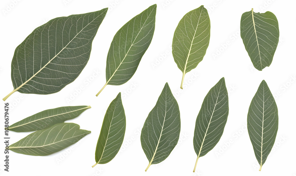 Collection of green leaves with intricate vein patterns, isolated on white background. Collection of green leaves with intricate vein patterns, isolated on white background.