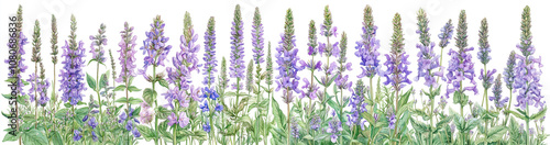 Border of lupines, wild flowers