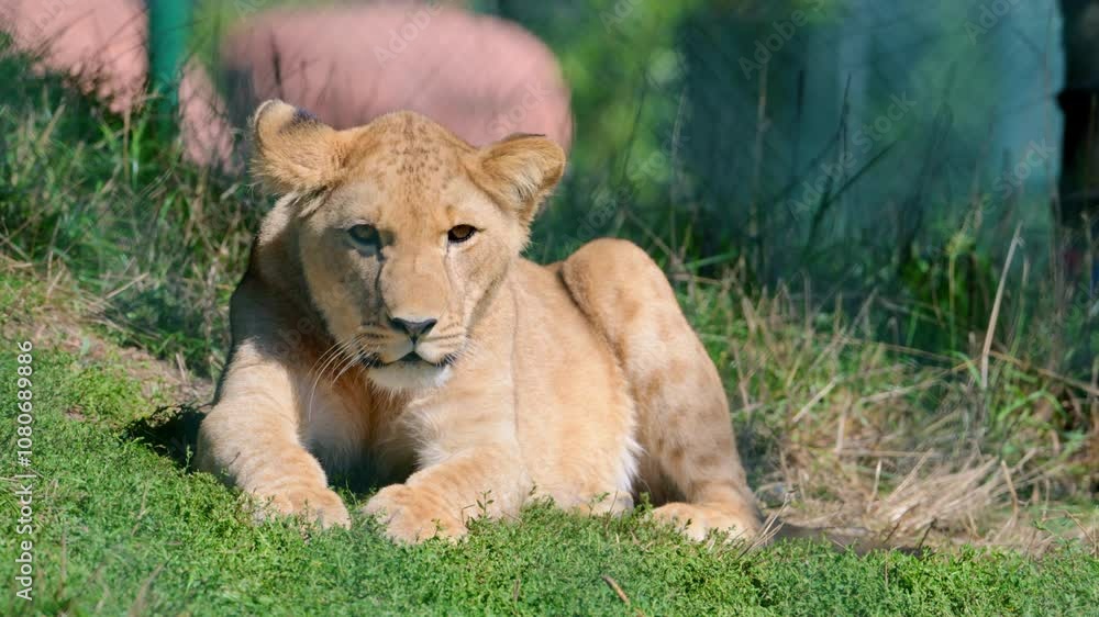 young lion laying on the ground in zoo enclosure young lion laying on the ground in zoo enclosure