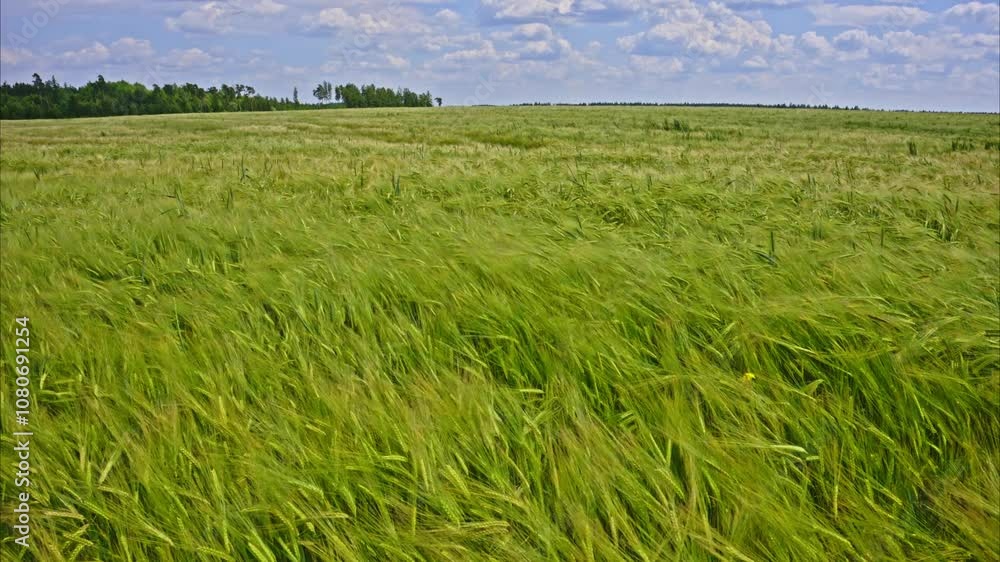 barley field waving in the wind
