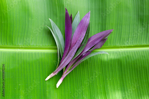 Boat lily, Moses-In-The-Boat , Rheo, Oyster plant. photo